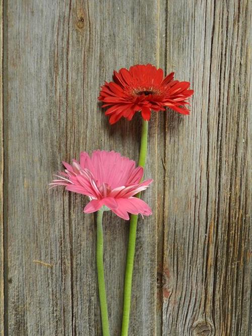 VALENTINE DAY  PACK- RED, WHITE & PINKS  SEASONAL GERBERA